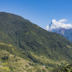 2024-10 - Népal - J05 - De Ghandruk à Tadapani - 132